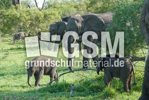 Afrikanischer Elefant (92 von 131).jpg